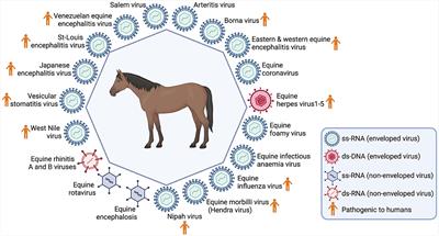 The potential risks of equine serum therapy in transmitting new infectious diseases: lessons from a post-pandemic era
